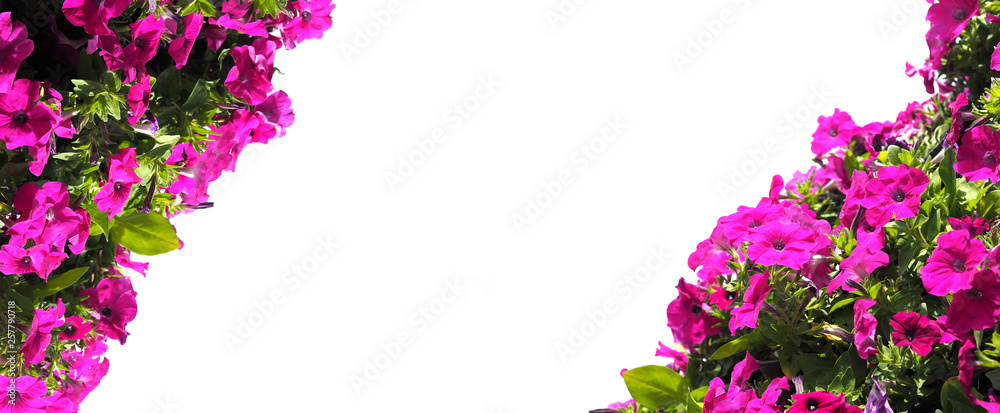 Pink petunia flower isolated on white background