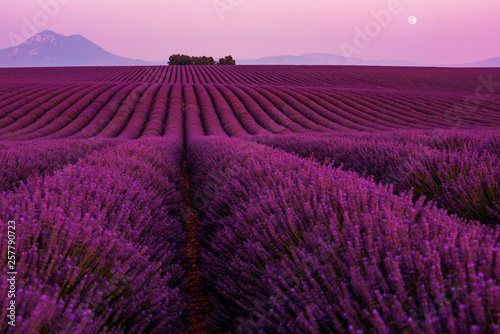 moon during colorful sunset at lavender field