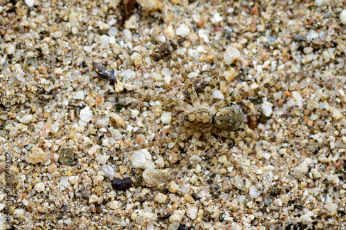 Image of River Huntress Spiders (Venatrix arenaris) on the sand. Insect. Animal