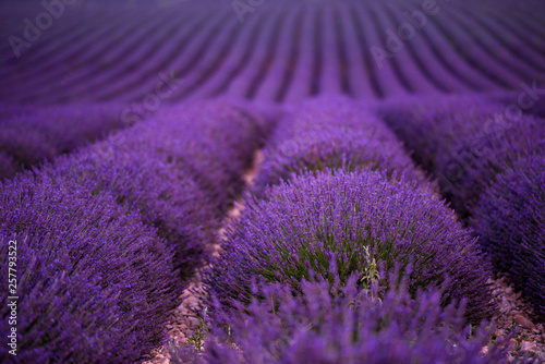 lavender field france