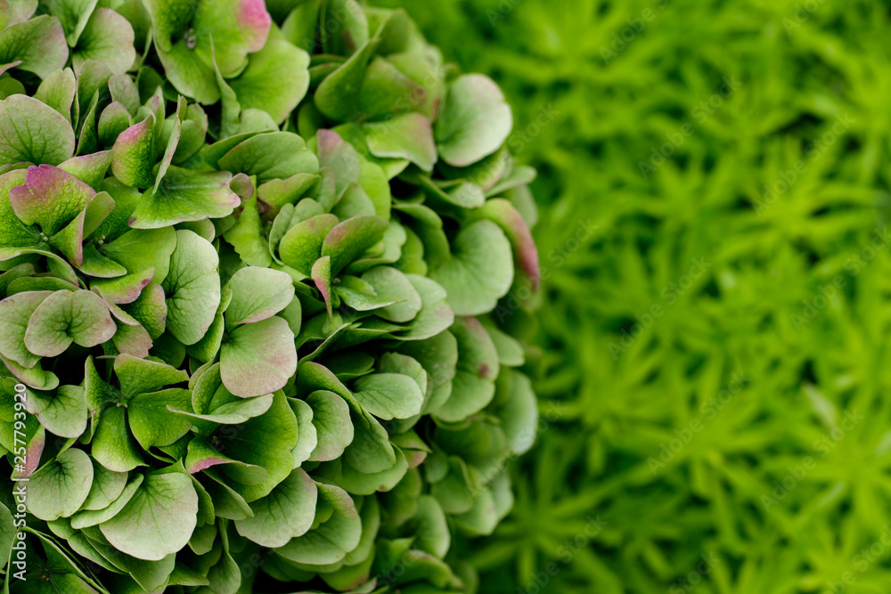 Image of green leaf in the garden. Image of green leaf in the garden.