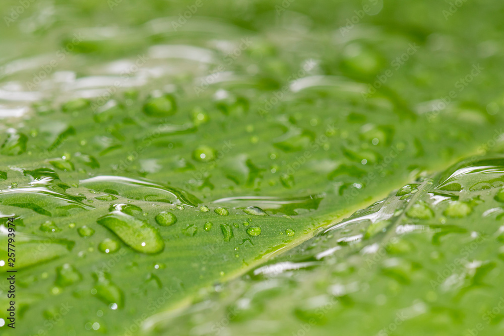 Image of beautiful green leaf with drops of water. background.