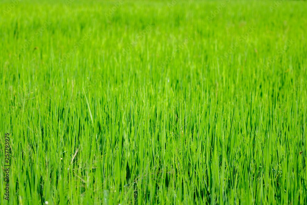 Image of rice farm, Rice field green grass. Green background