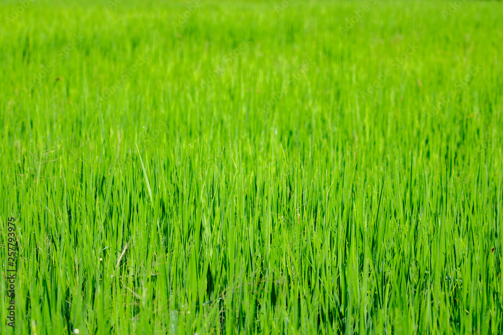 Image of rice farm, Rice field green grass. Green background Image of rice farm, Rice field green grass. Green background