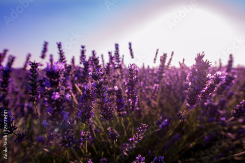 Bliska Krzewy lawendowych purpurowych aromatycznych kwiatów
