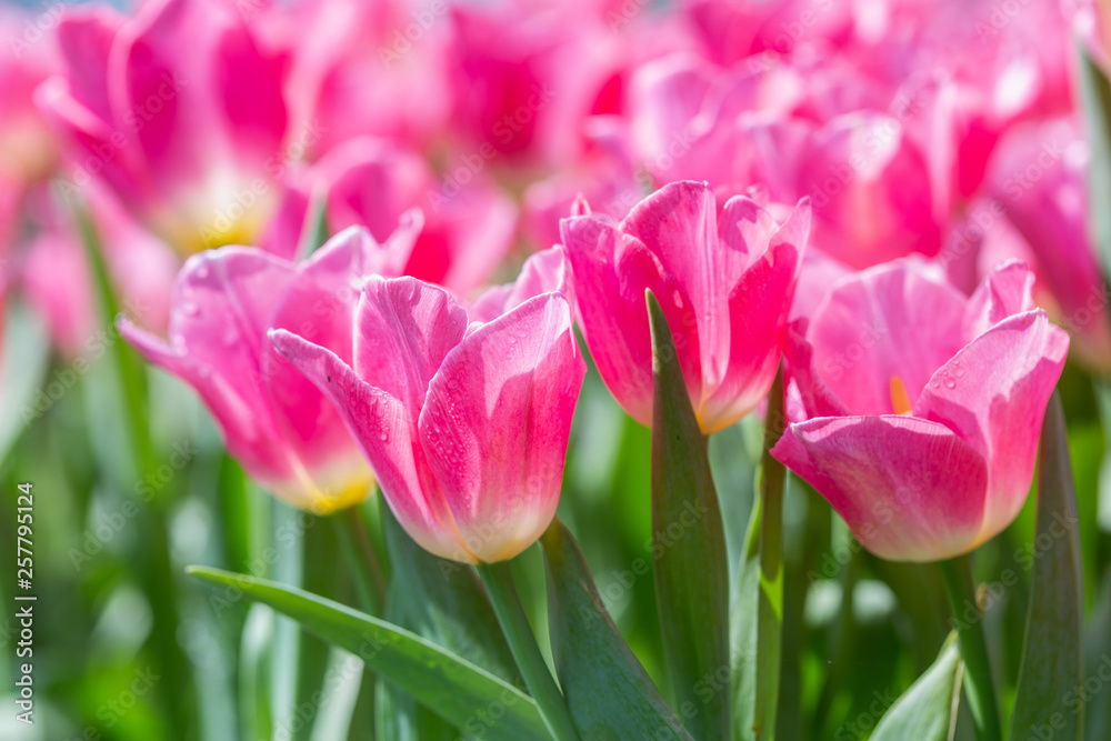 Tulip flower with green leaf background in tulip field at winter or spring day for postcard beauty decoration and agriculture concept design. Tulip flower with green leaf background in tulip field at winter or spring day for postcard beauty decoration and agriculture concept design.