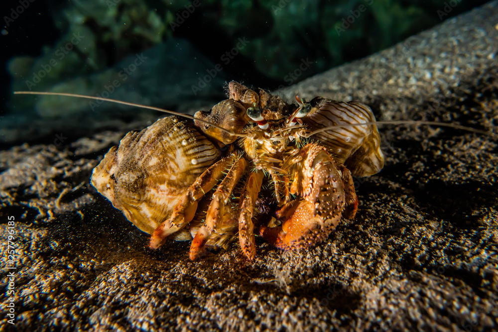 Carrier Hermit Crab in the Red Sea, Eilat Israel