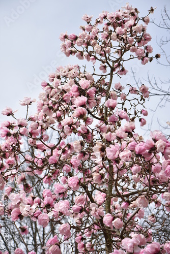Wallpaper Mural nature Torontodigital.ca