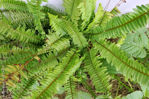 Top view of ferns leaves green background  ground cover plants  Beautiful green ferns leaves in a forest  Pteridophyta  Filicophyta  Polypodiophyta  