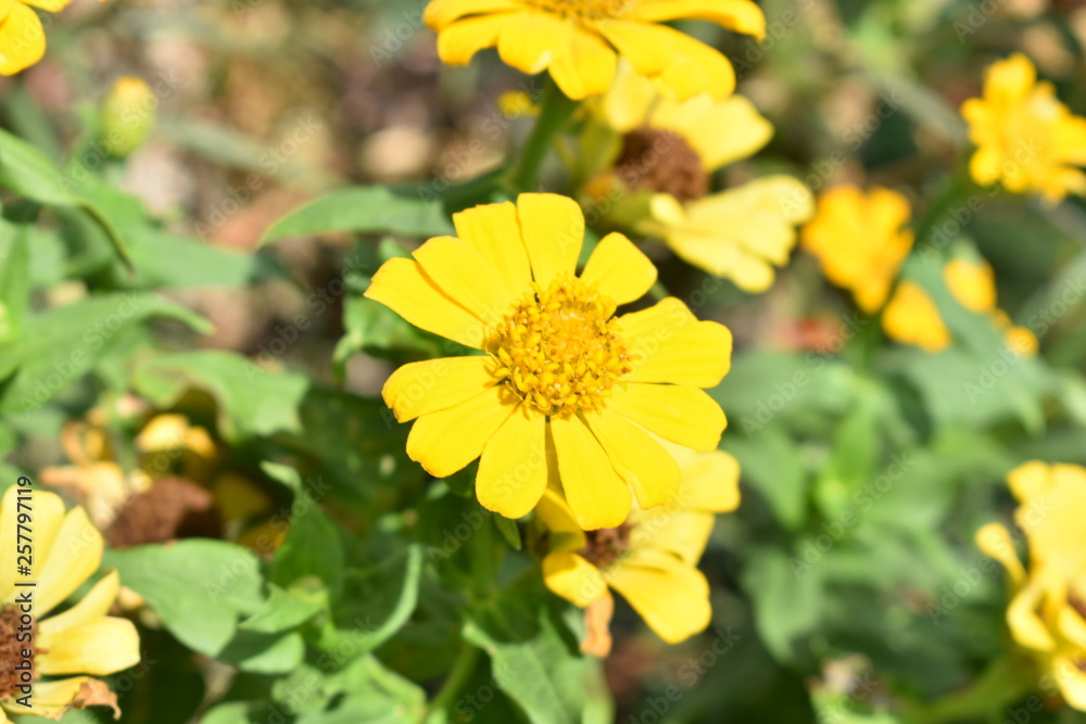 yellow flower closeup yellow flower closeup