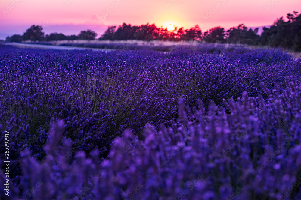 Fototapeta premium colorful sunset at lavender field