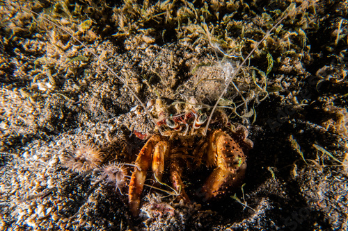 Carrier Hermit Crab in the Red Sea  Eilat Israel