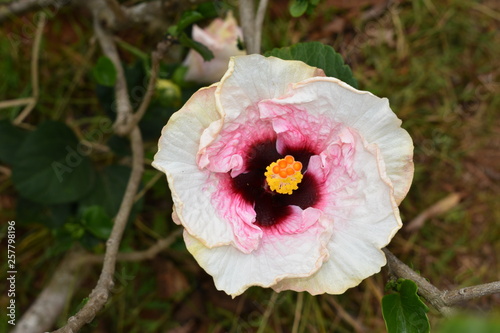 poppy flower pink white and yellow