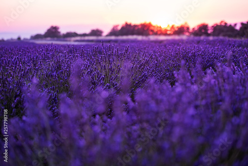 colorful sunset at lavender field