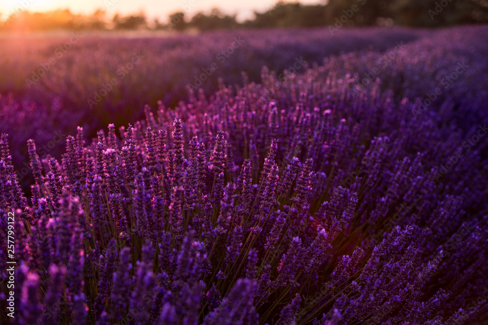 Obraz premium colorful sunset at lavender field