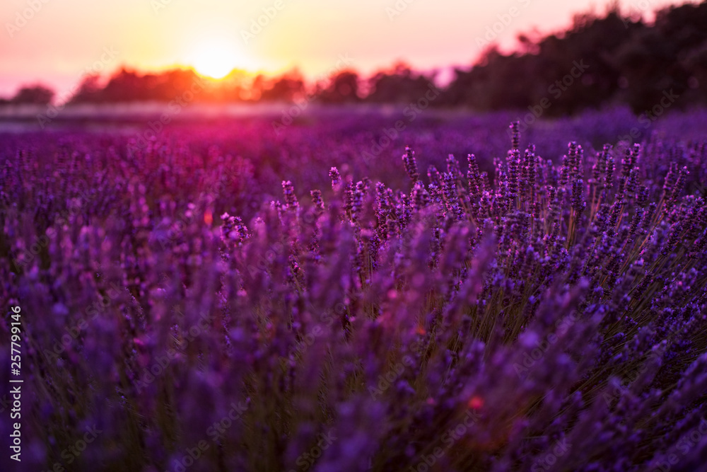 Naklejka premium colorful sunset at lavender field