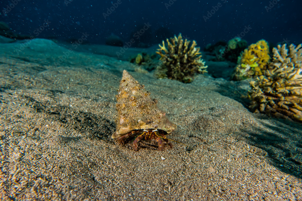 Fototapeta premium Bristled Hermit Crab in the Red Sea Colorful and beautiful, Eilat Israel