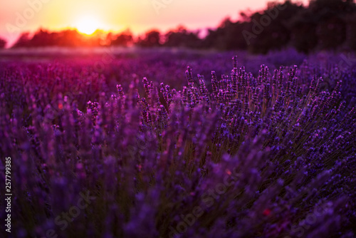 colorful sunset at lavender field