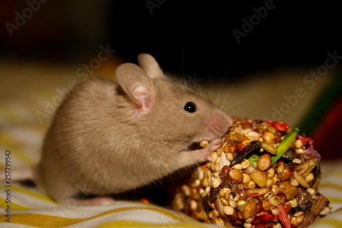 A small, brown pet mouse chews on a treat