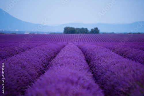 lavender field france