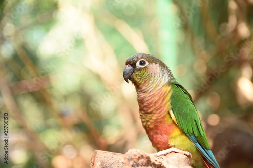 Closeup of a green cheeked parakeet