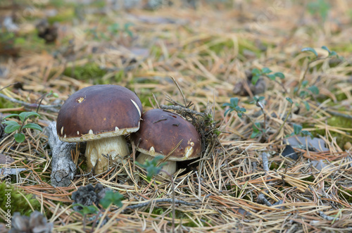Bolete mushrooms in dry coniferous environment