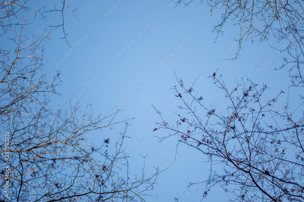 Obraz premium natural frame of tree branches in forest, deep blue sky and thin branches of tree