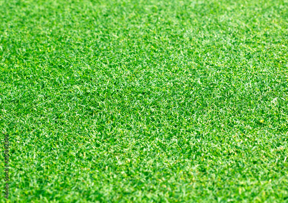 Fototapeta premium Green lawn