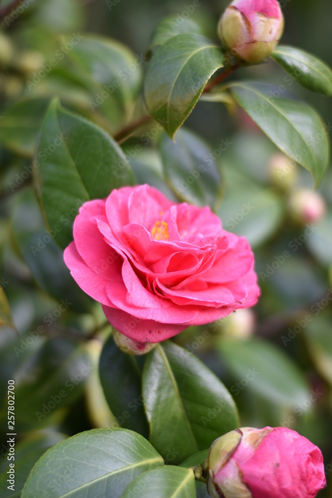 Garten-Kamelie - rosa Blüte Garten-Kamelie - rosa Blüte