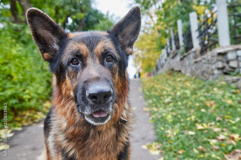 Dog German Shepherd in a city in a day Dog German Shepherd in a city in a day