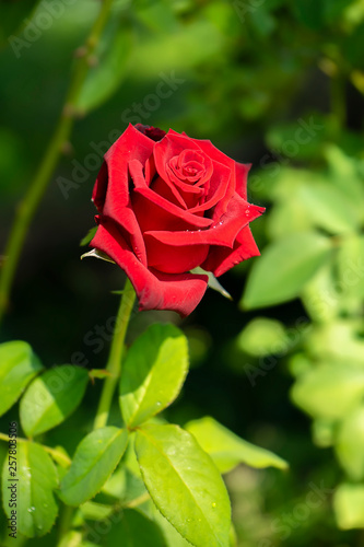 red of damask rose flower.
