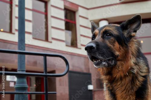 Dog German Shepherd in a city in a day
