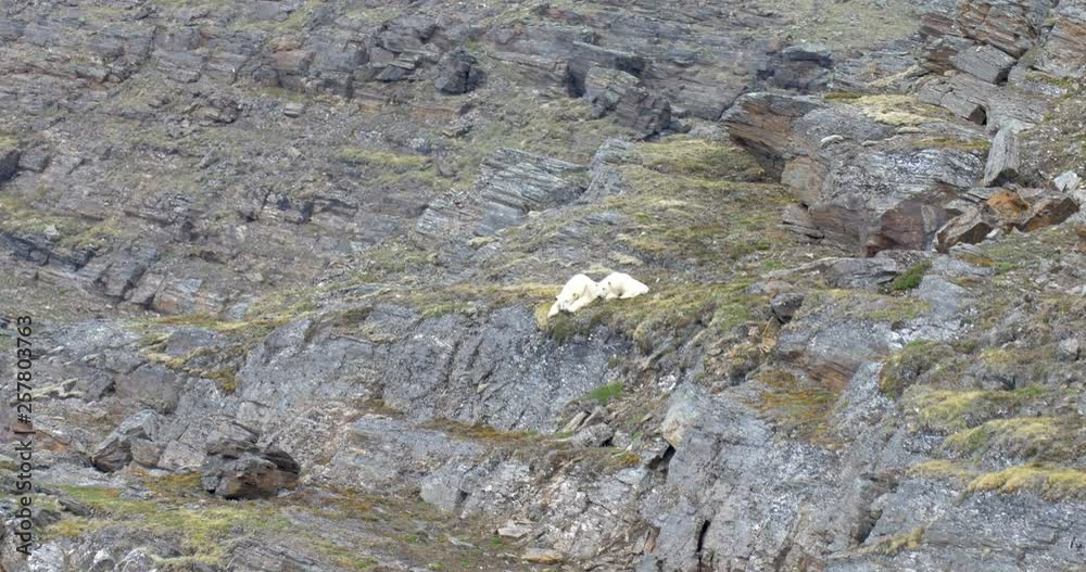 Polar Bears sleeping on a Rock in Spitsbergen Norway Polar Bears sleeping on a Rock in Spitsbergen Norway