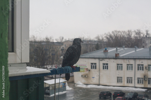 the pigeon is hiding from the spring rain photo