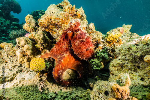 Octopus king of camouflage in the Red Sea, eilat israel 