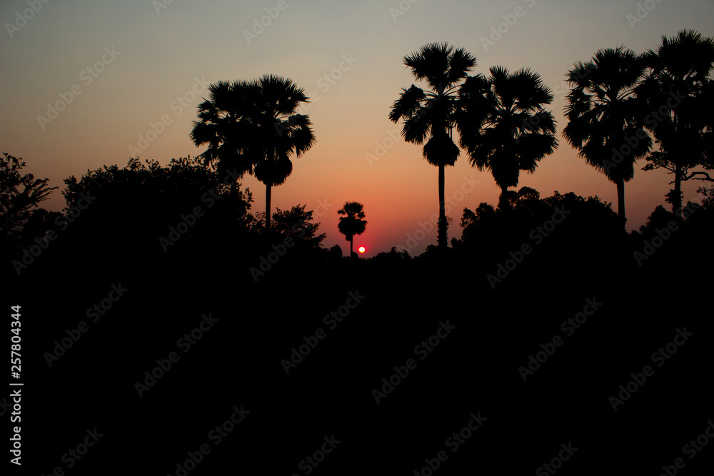 Sugar palm at sunset on orange sky