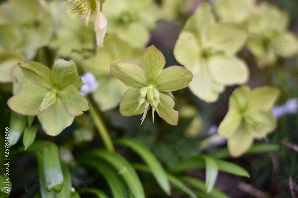 verblühte Christrose (Helleborus niger) verblühte Christrose (Helleborus niger)