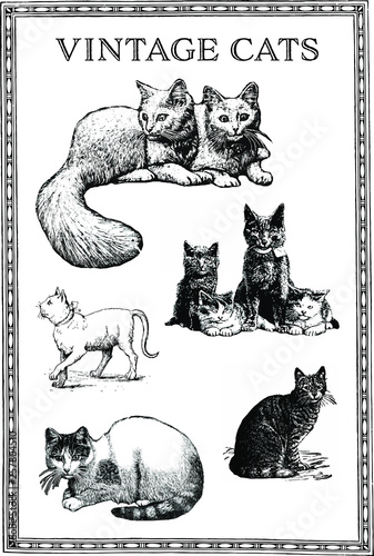 Photography set of vintage engraving cats