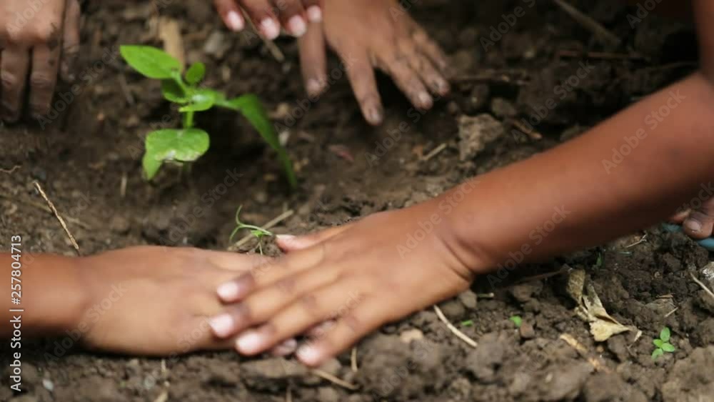 Scene slow motion video of group hand childs planting a new tree