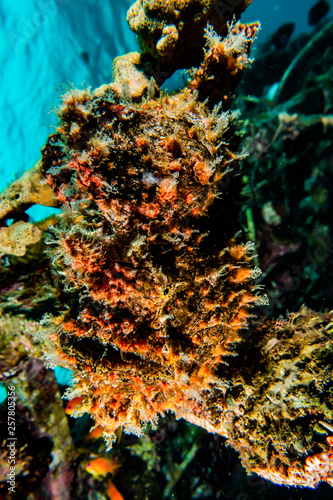 Frogfish in the Red Sea Colorful and beautiful  Eilat Israel