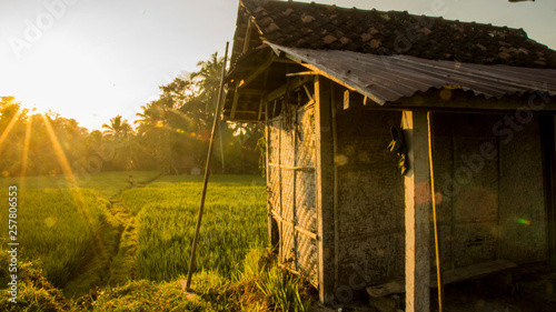 shelter rice field