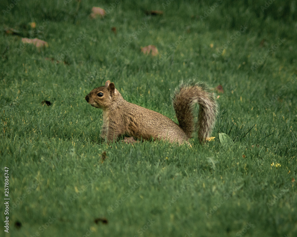 Squirrel attention Squirrel attention