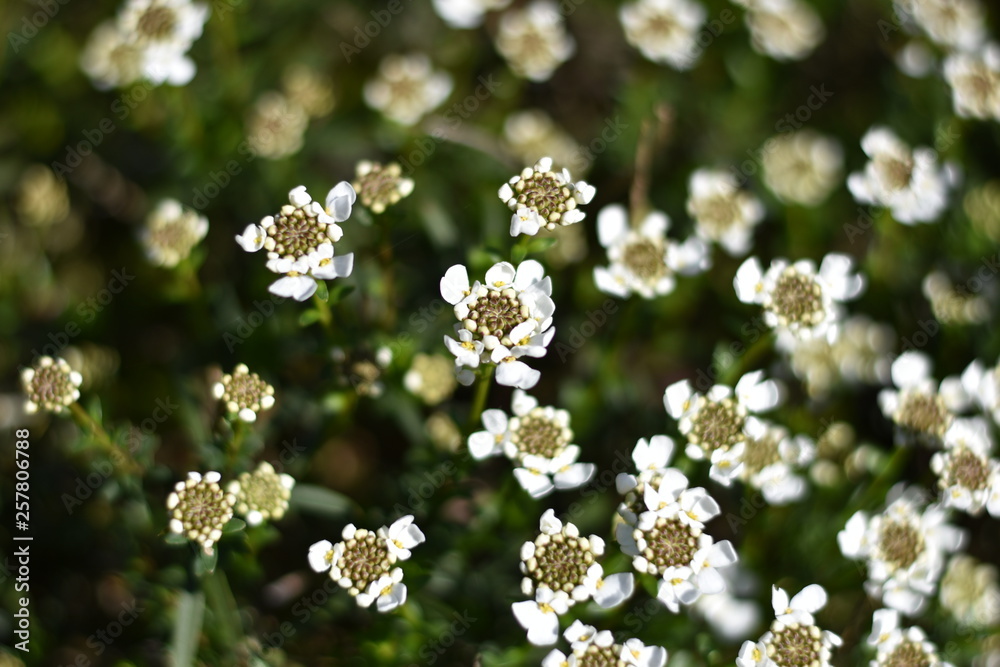 Immergrüne Schleifenblume (Iberis sempervirens) Immergrüne Schleifenblume (Iberis sempervirens)