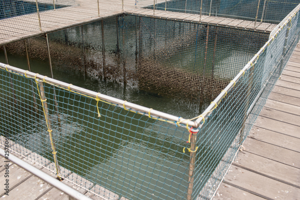 Fish cage floating in river use for raising fish, built with blue plastic  barrels, iron pipes