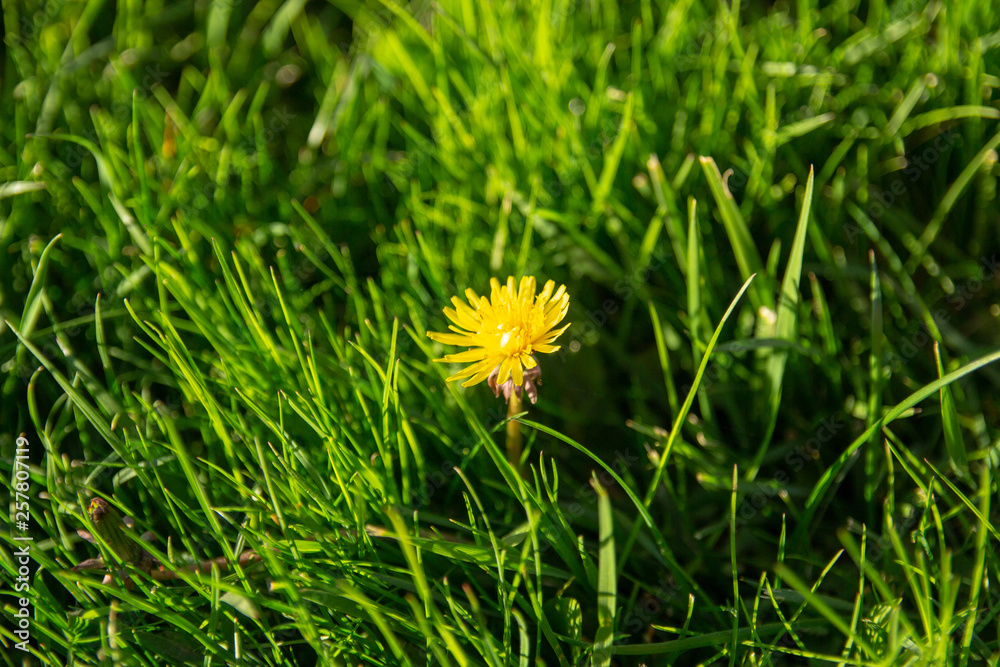 flower in grass flower in grass