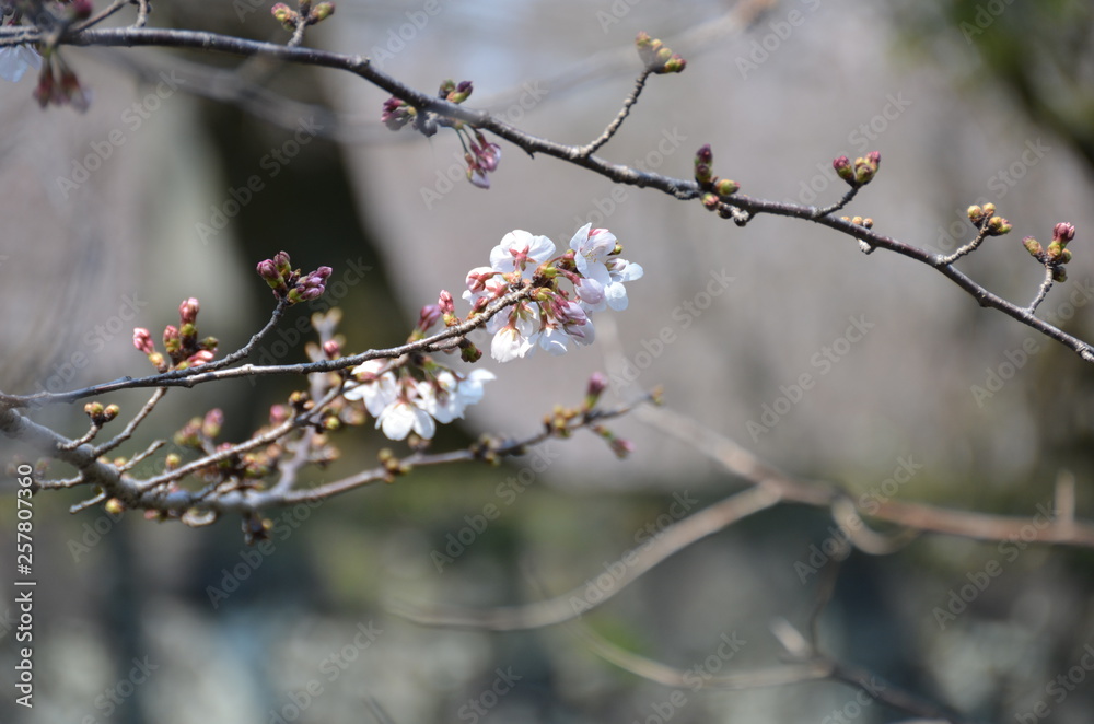 The plum-blossoms are opening by twos and threes―peeping out here and there. The plum-blossoms are opening by twos and threes―peeping out here and there.