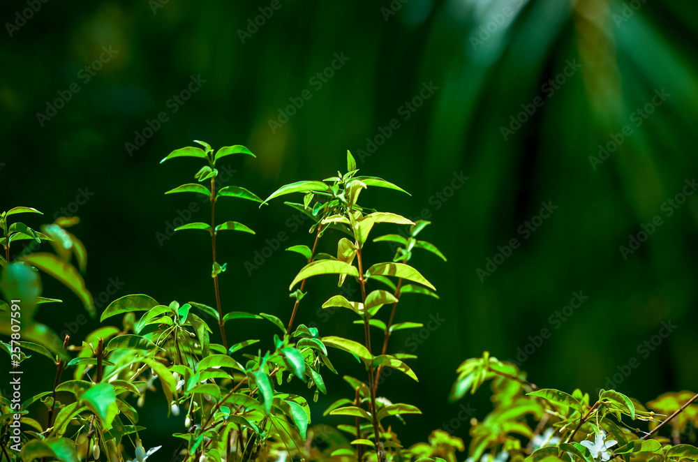 Close-up natural views of green leaves, white flowers on a blurred green background in the garden, complete with copy space, used as a background, natural green plants, ecological landscapes, concepts