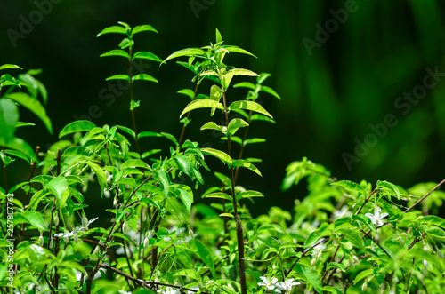 Close-up natural views of green leaves  white flowers on a blurred green background in the garden  complete with copy space  used as a background  natural green plants  ecological landscapes  concepts