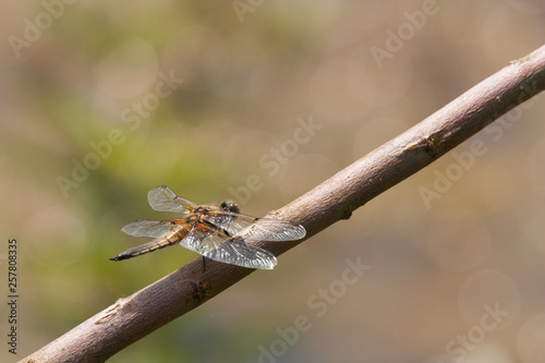 Dragonfly on a branch