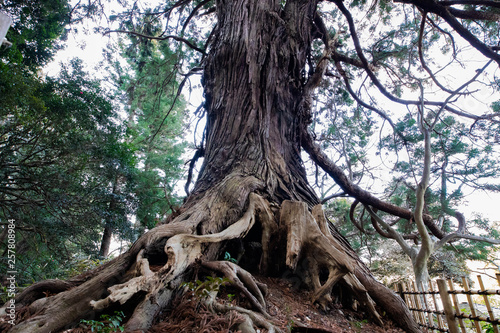 古い杉の木 © S.,Naoyuki